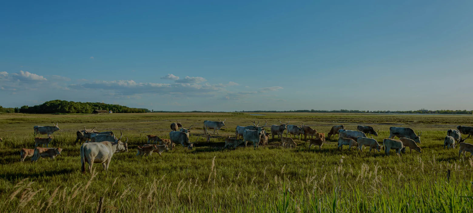 Cattle grazing on lush green pasture at golden hour