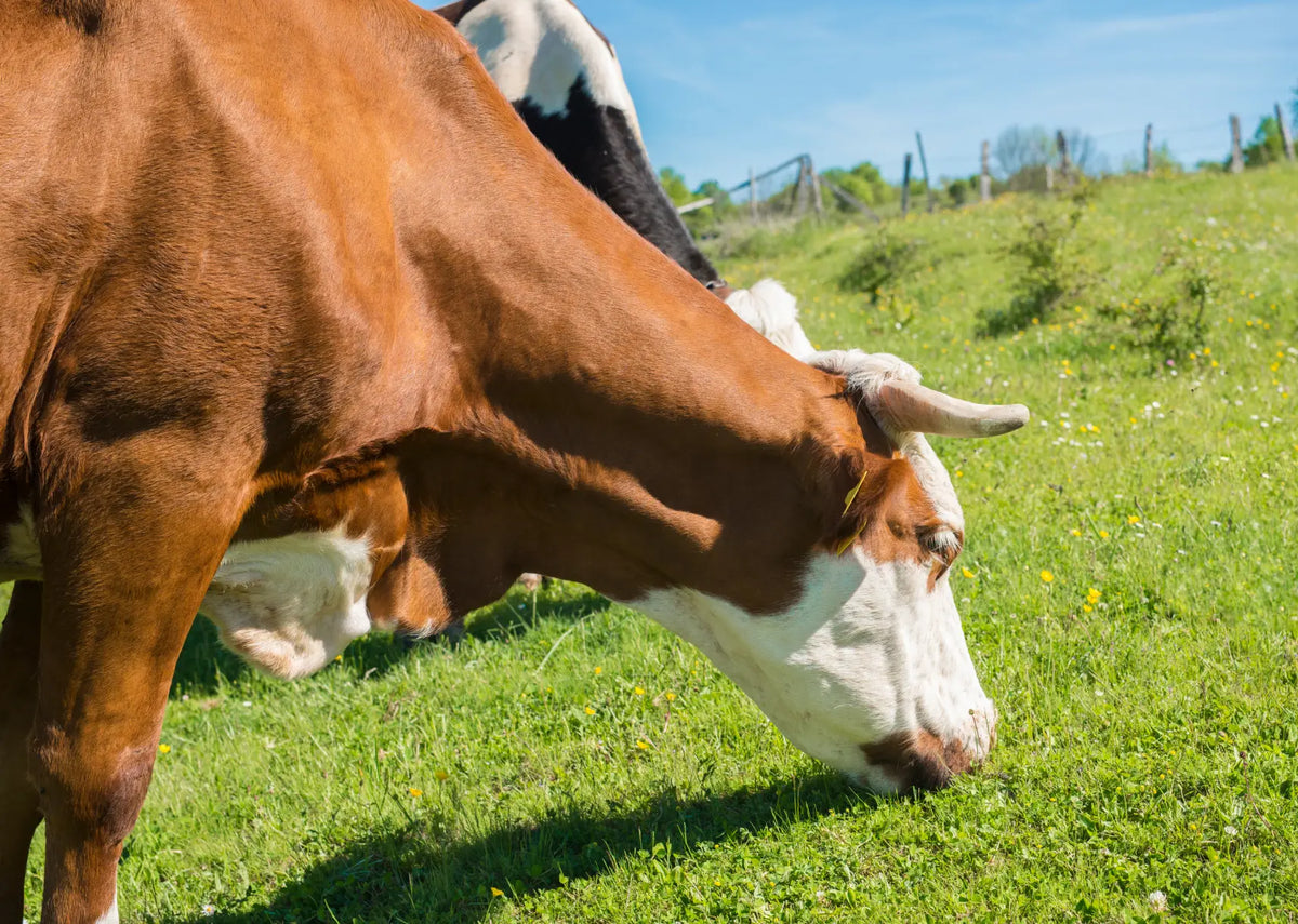 PURE GRASS-FED TALLOW: NATURE'S ESSENTIAL NOURISHMENT