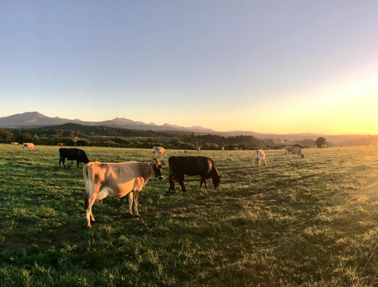 Cattle on pasture at sunset